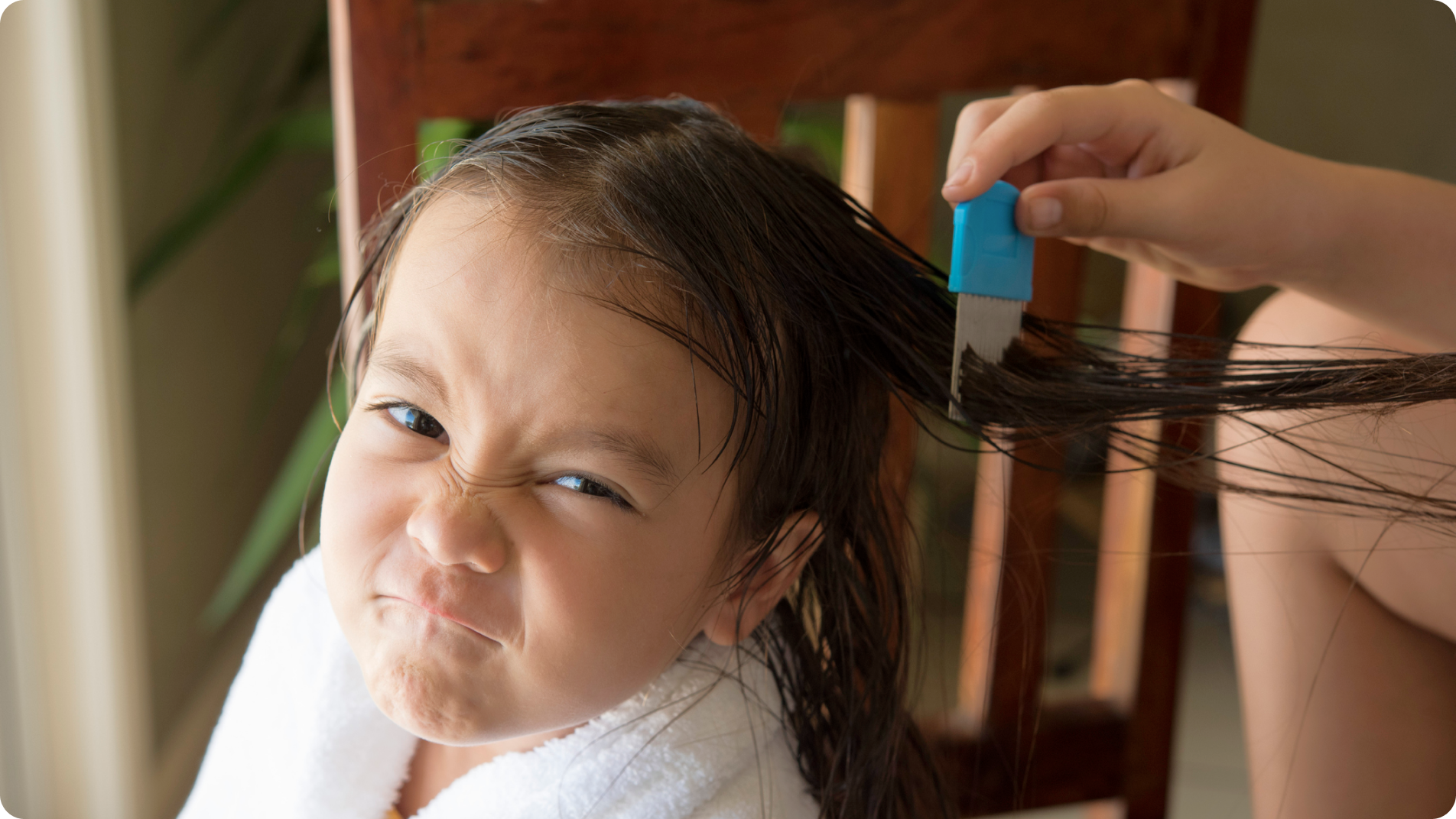 head lice check